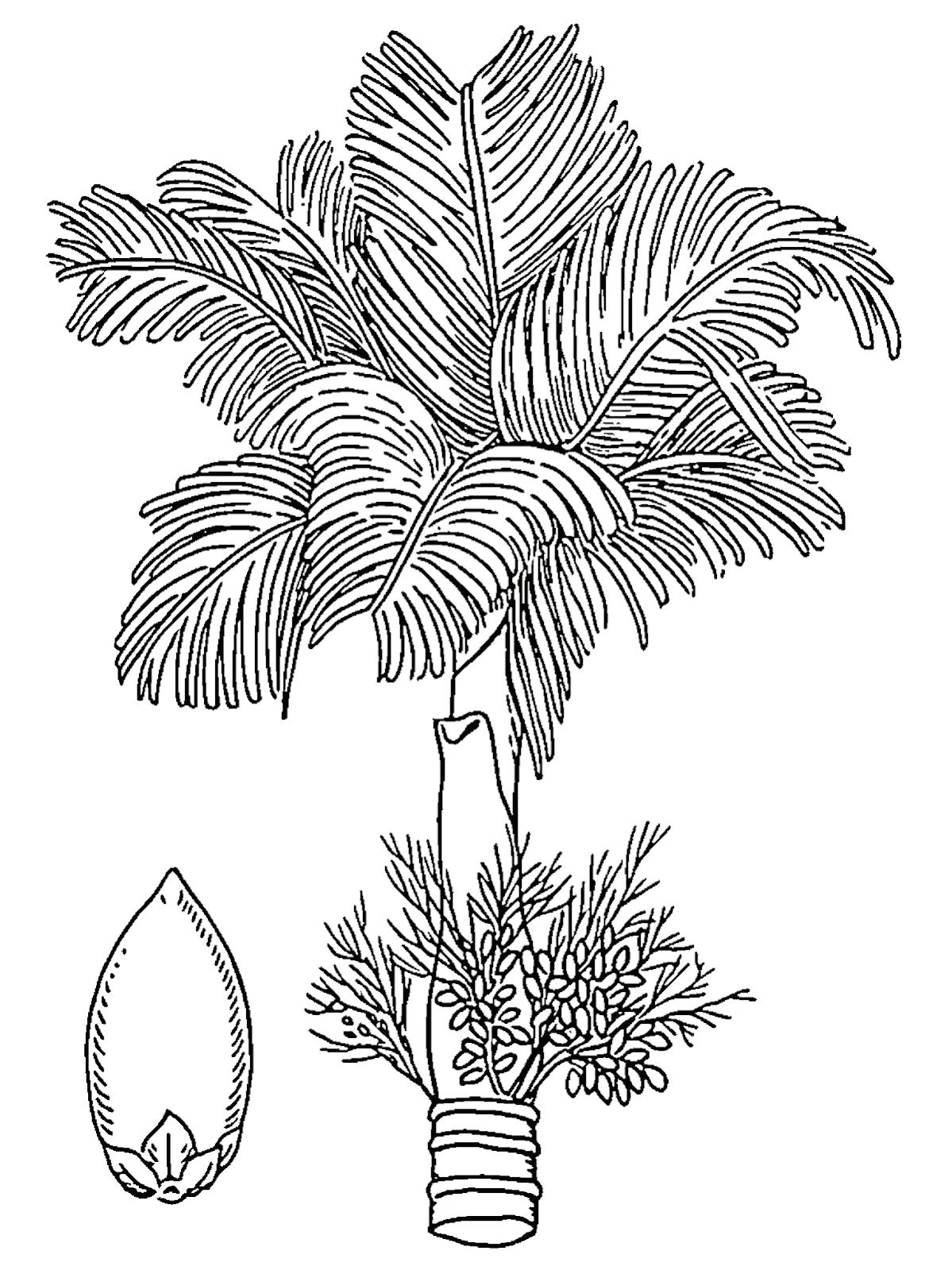 Kumpulan Sketsa Gambar Pohon Besar Aliransket