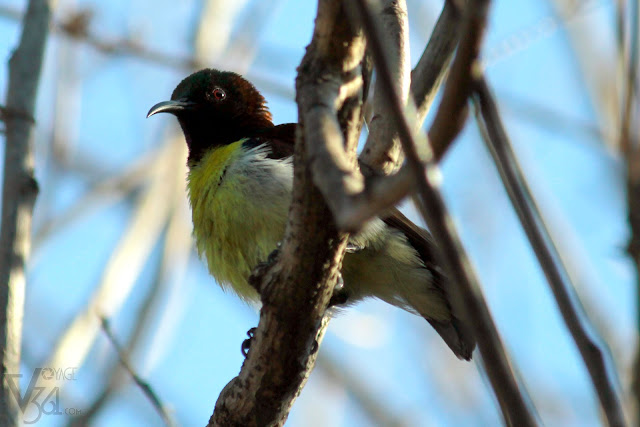 Purple rumped Sunbird - male