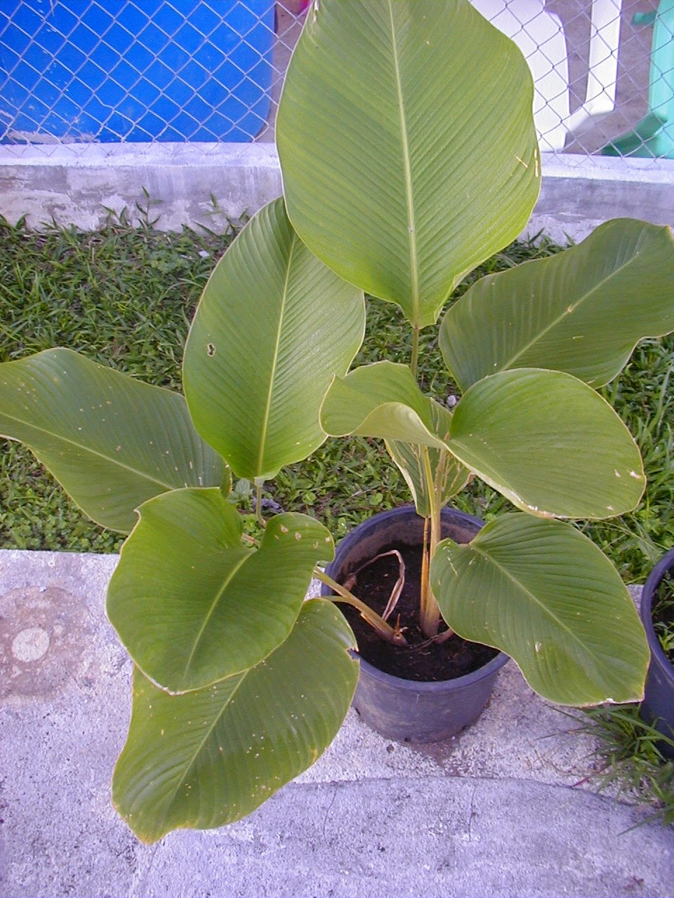 PlantWerkz Cuban Cigar Calathea  Lutea 