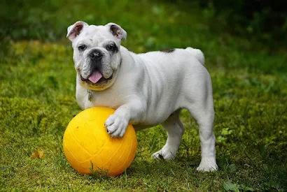 Como entrenar a un bulldog inglés