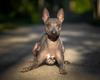 American Naked Terrier History The American Hairless Terrier is a breed that originates from dogs called feast dogs. Feist is a mixed breed introduced to the United States at the dawn of the formation of this country in the 18th century. One hundred years later, the file was chosen as the basis for the creation of the so-called rat terriers - dogs of this type were very popular in farms, warehouses, and shops throughout the country.  To get a rat terrier, Italian greyhounds, as well as a beagle and a miniature pinscher, were added to the breed. The rat terrier (or rat terrier) served faithfully to many people in America, and, once, namely in 1972, an unusual puppy was born. He was bald.  It happened at the farm of Edwin and Willy Scott, in Louisiana. Nine years later, Josephine - the so-called puppy, gave the first offspring, which also turned out to be hairless. In fact, dogs born of Josephine became the first puppies of the American Hairless Terrier, from which all the lines that exist today are traced.  In 1998, the breed was recognized as the American Hairless Terrier (ANT) by the American Rare Breeds Association and the National Club of Rat Terriers. In 1999, this breed was recognized by the Kennel Club as a Rat Terrier, Naked Variety.     Description These are small dogs with a thin, sinewy, but muscular physique. Extremities of medium length, long neck, pronounced abdominal cavity. The ears are folded, the tail is medium, the hair is completely absent, or there is a very short cover. The international breed standard allows both.   Breed characteristics ·         Popularity                                          03/10  ·         Training                                              07/10  ·         The size                                               03/10  ·         Mind                                                    07/10  ·         Protection                                            06/10           ·         Relationship with children                  08/10  Dexterity                                                         09/10     Terrier Dog Breed Information Country  USA  Life span  14-16 years old  Height  Males: 25-46 cm Bitches: 25-46 cm  Weight  Males: 5.5-7 kg Bitches: 5.5-7 kg  Longwool  hairless  Colour  any  Personality These are very energetic and active dogs, which always have little movement. That is, daily walks in the amount of two, at least 30 minutes each is a prerequisite for the maintenance of such a dog, however, if you think that after the walk he will calmly lie at home for half a day at home, you are mistaken. He will look for an opportunity to participate in family affairs, will ask to play with him, or will play on his own.  Therefore, you definitely need to make sure that your pet has plenty of toys. Of course, hunting instincts are also an indispensable attribute of the American Hairless Terrier breed. If you are going to the park or going on a picnic with friends in the forest, be sure - your pet will certainly try to catch some prey. It can be a squirrel, a mouse, a hare, or even a bird. Be sure to train obedience, because otherwise - to be in trouble.  If you release him from a leash in the forest, you may need to look for the dog for a long time and stubbornly, as pursuing an interesting smell, he can get a little carried away and run quite far. In fact, if you do not pay due attention to learning and obedience, then this can happen during a walk in the park.  Since this is a terrier, he also likes to dig. If you have a private house with a plot on which there are flower beds, beds with vegetables, a lawn, be sure that the dog will definitely try to dig holes. It is better to teach her to dig holes in one place from a very young age.  Children are perceived normally, positively, always happy to play, and have fun. The child must be taught the proper handling of the animal, in order to avoid unpleasant moments, since the dog has its own limit of patience. Strangers are generally perceived normally, but if the dog realizes itself as a guard on its territory, of course, it will perceive them incredulously and react to any suspicious phenomena.  The American Hairless Terrier has a good intellect, understands a person well, but sometimes emotions and impulses still prevail. With other animals, the situation may be different, same-sex aggression is possible. It is unlikely that you will use the American naked terrier for catching rats, but if he lives in a private house, he will certainly do it. In any case, he will become a great companion for the whole family, very funny, funny and cheerful.  He shows great love and devotion to his family, and adapts well to various living conditions, does not tolerate cold, this is obvious - due to lack of hair. Therefore, in cold weather, a warm jumpsuit is needed. It is also not recommended to be too long in the open sun on hot days. By the way, this rare breed can be a good option for a person who is allergic to the down and hair of pets. Although it cannot be called completely hypoallergenic.     Training terrier dog The American Hairless Terrier breed needs early socialization, like most dogs, to make the character more harmonious, soft, and open to other dogs and people. These pets have a large amount of energy and need training and obedience training. The training sessions should not be too long, they can be divided into two.  Make sure that the session is not monotonous, otherwise, the dog will get bored quickly. Training must necessarily include elements of games, various active exercises. You need to have a good sense of humor, to be patient, wise, and a kind master who knows how to control himself. The breed can be trained in basic commands, but this is far from the limit.     Care of terrier dog As you know, in individuals that do not have a coat of wool, there is no need for combing. Those individuals that have short hair need a maximum of combing once a week. You need to bathe the dog at least 1 time per week, picking up a shampoo with a suitable pH. Claws are cut about 3 times a month, ears are cleaned 2-3 times a week, eyes are cleaned daily. By the way, the breed does not have sweat glands on the skin.     Common diseases in terrier The American Hairless Terrier breed has good health and good immunity and is rarely exposed to any disease.  allergy - it can even be on grass, and on many other things; skin pigmentation in the sun.