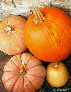 Four different types of pumpkins