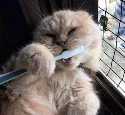 Cat hygiene