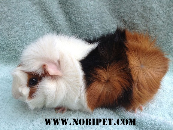 ban-bo-u-guinea-pig-aby-gia-re-tai-da-nang-3