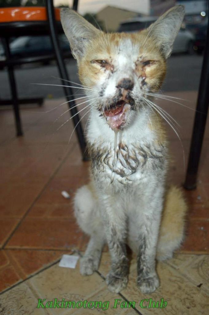 Kisah Si Jamek, Seekor Kucing Malang Yang Telah Didera 