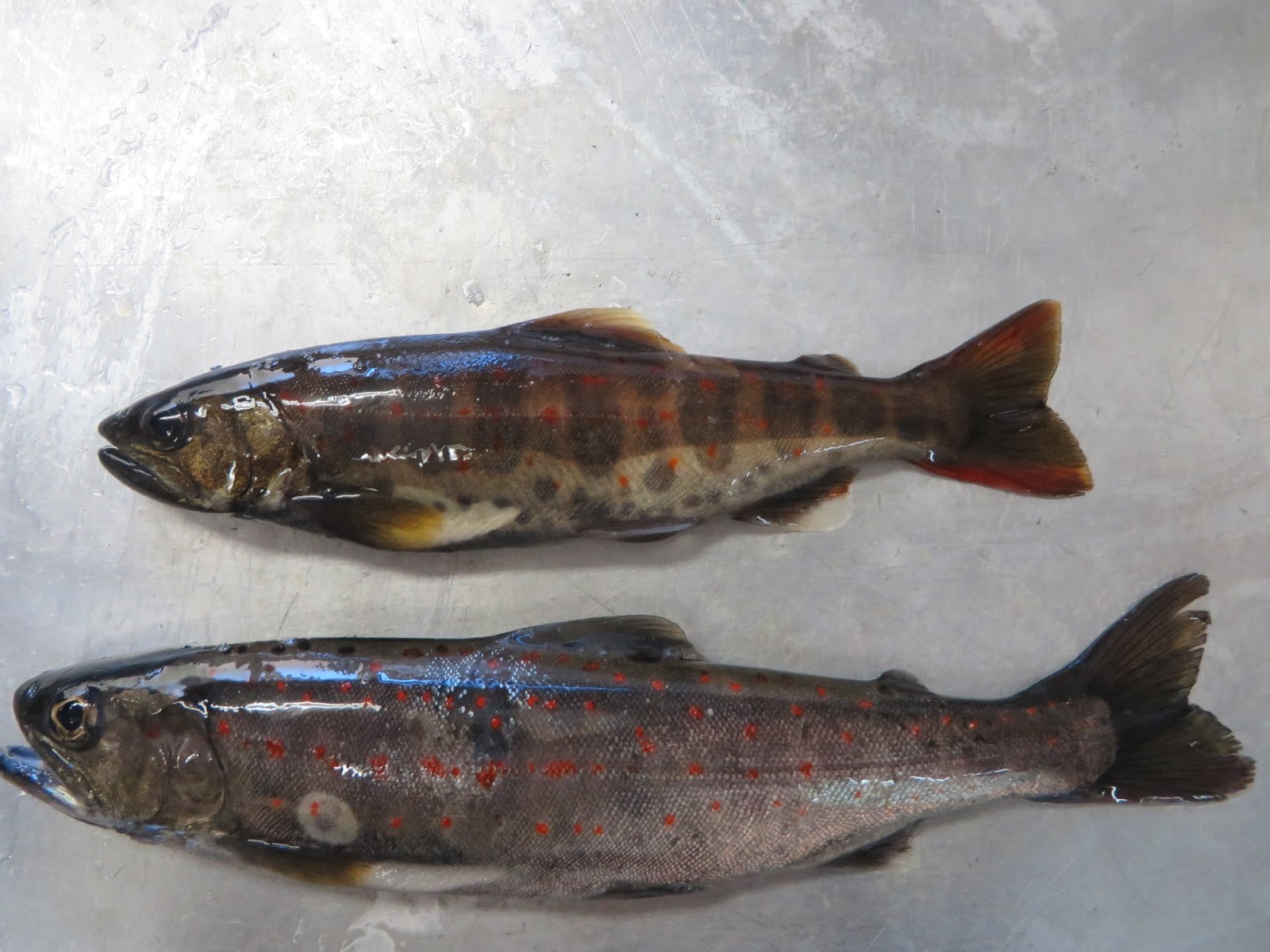 森の国 まつの通信 12月8日放送 森の国まつの通信 滑床養魚場