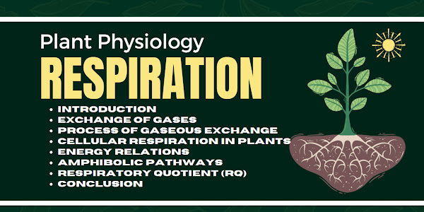 Plant Respiratory Physiology: A Comprehensive Guide