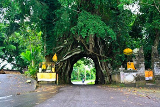 7 Pohon Dengan Bentuk Aneh dan Unik Yang Ada di Indonesia