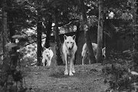 Wolves - Photo by Tom Pottiger on Unsplash