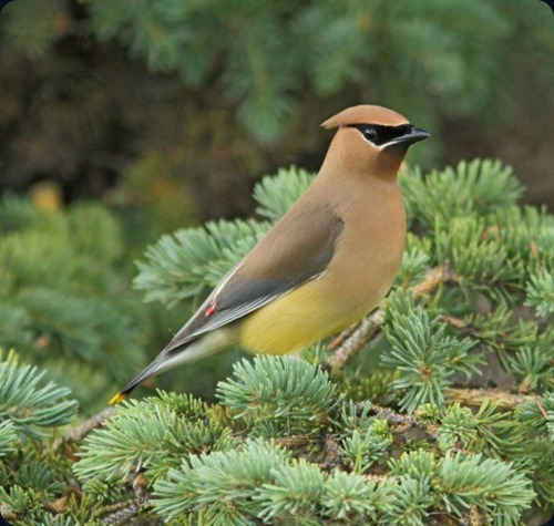 Amazing Beauty of Waxwing Birds3