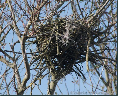 21-nest