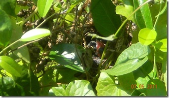 bird3
