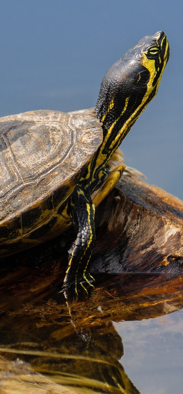 Photo of a turtle.