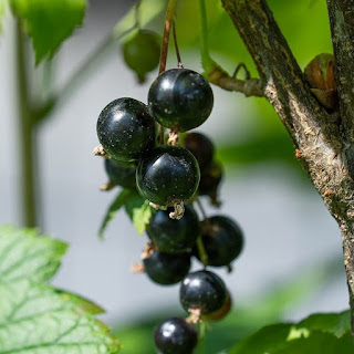 Zwarte bes Ribes nigrum, paters, zwarte aalbes, moelvers, waalbezen, black currant