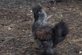 calico silkie chick
