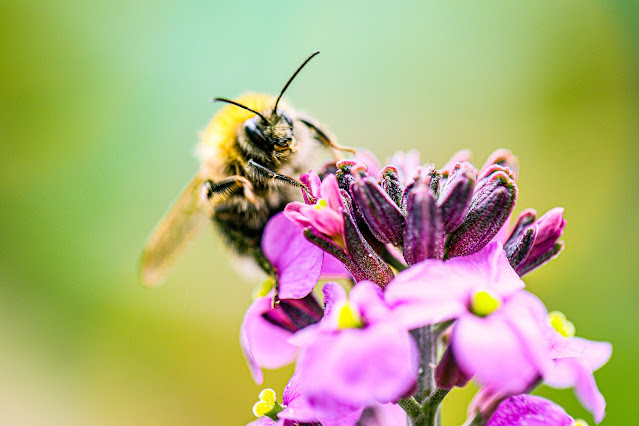 Macro photo of a bee taken by Mandycharlton, photographer, Mandy Charlton Photography Blog