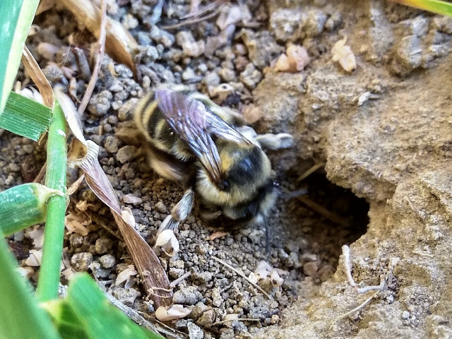 Anthophora aestivalis buduje gniazdo