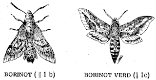 Borinot, verd, polit