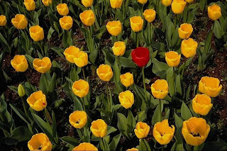 Yello Tulips