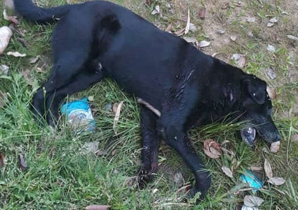 Conmoción Barrio Nébel: denunció que un vecino le mató a su perro con seis disparos