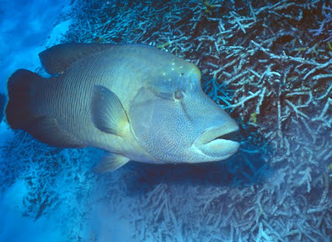 Giant Humpheaded Maori Wrasse 2