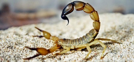 Unbelievable! People Now Smoke Scorpions as Cigarettes in South Asia...See Interesting Details