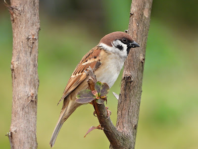 Tree Sparrow by the Xiang River