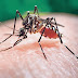 Saúde divulga boletim epidemiológico dos casos de dengue, zika e chikungunya no estado.