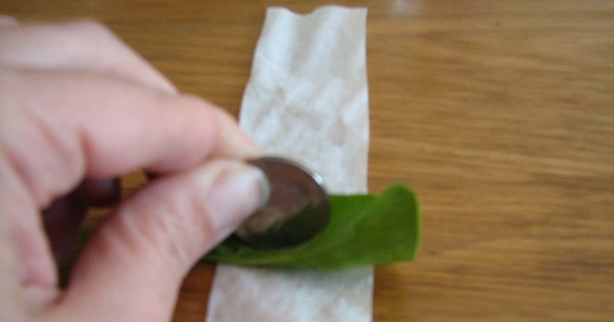 Science Matters: Chromatography: Spinach