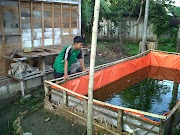 Top Biaya Pembuatan Kolam Ikan Lele Permanen, Inspirasi Spesial!