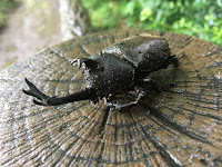 The Rhino Beetle with its long protruding horn