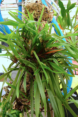 Maxillaria neglecta - Neglected Maxillaria care