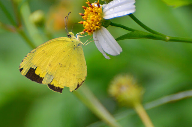 Eurema hecabe