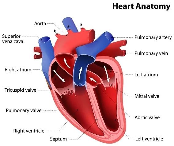 fungsi jantung serambi kanan