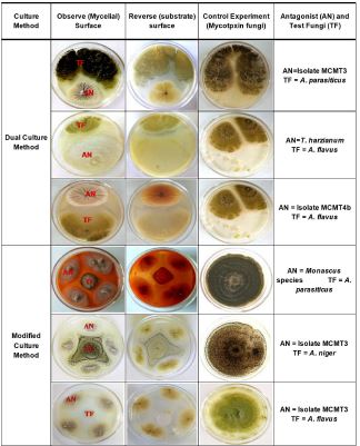 In-vitro Inhibitory Indices of Selected Fungal Isolates against Mycotoxin Fungi