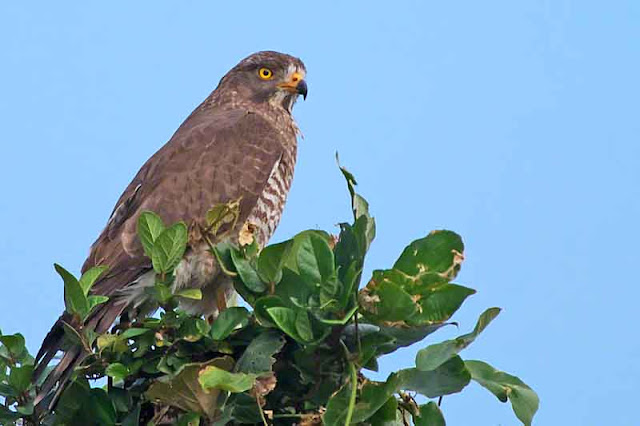  birds, Grey-faced Buzzard, migratory, Okinawa, wildlife