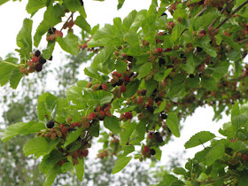 mulberry tree with ripening fruit