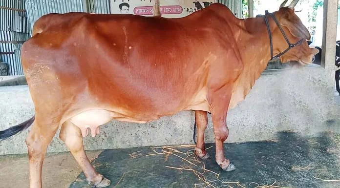 কোরবানীর গরুর ছবি, পিক| দেশি গরুর ছবি -ছোট, বড়,লাল কালো গরুর ছবি |গরুর ছবি ডাউনলোড