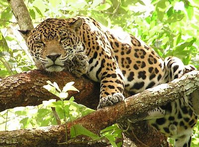 jaguar,jaguars,tigers