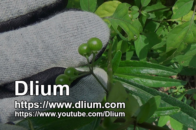 Dlium American black nightshade (Solanum americanum)