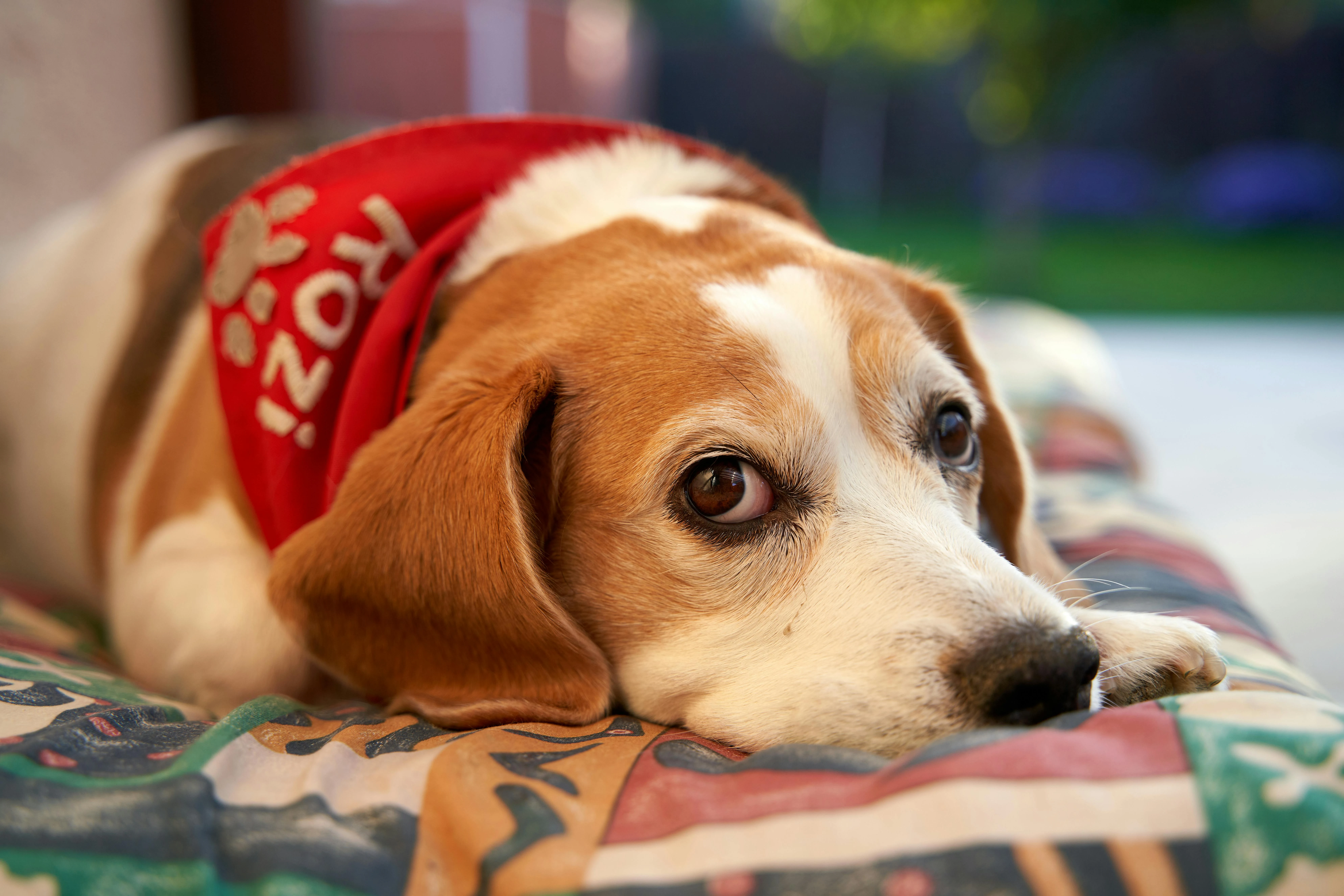 Separation Anxiety in Dogs: Symptoms, Causes, and Solutions