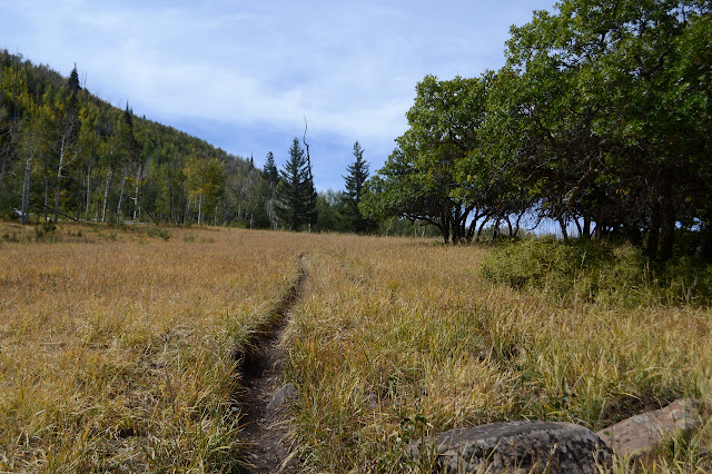 line of dirt in the grass between aspens and pines