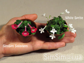 micro mini Sinningia "SimSim Salaviem" vs "White Sprite"