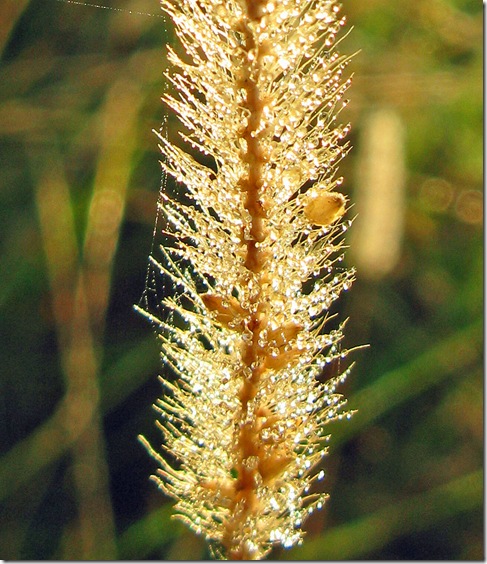 grasshead-dewdrops-fom