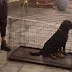 Νυχτερινό κέντρο διασκέδασης έβαλε σκυλιά σε κλουβιά προκαλώντας αντιδράσεις - Τι απαντά η επιχείρηση - ΦΩΤΟ