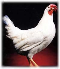 White Leghorn Hen