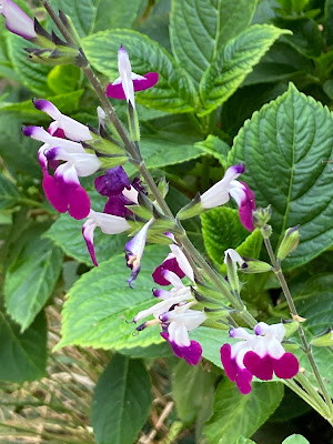 Salvia "amethyst lips"