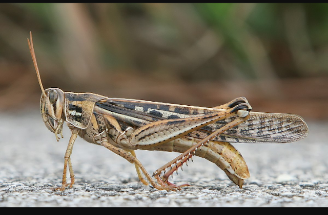 edible grasshoppers