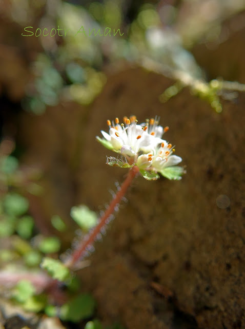 Chrysosplenium album