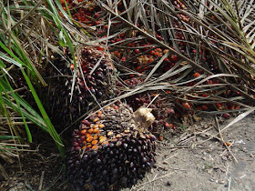 El aceite de palma es un aceite de origen vegetal que se obtiene del mesocarpio de la fruta de la palma Elaeis guineensis.